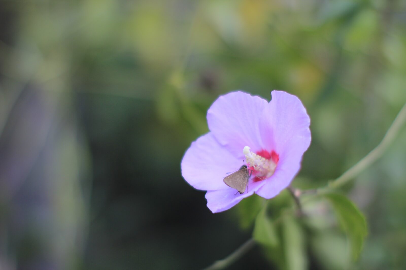 f1.4-pink-flower