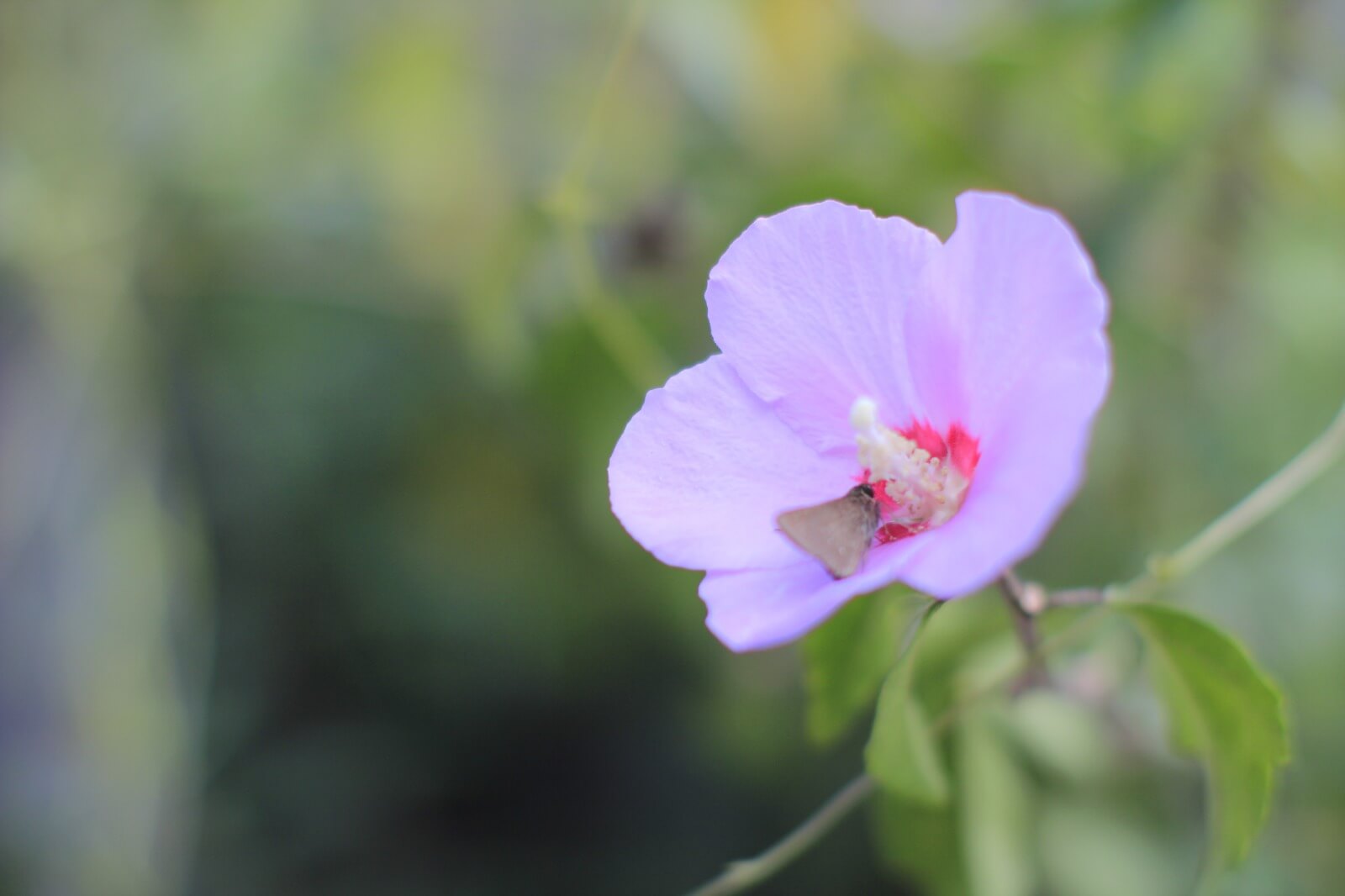 f1.8-pink-flower