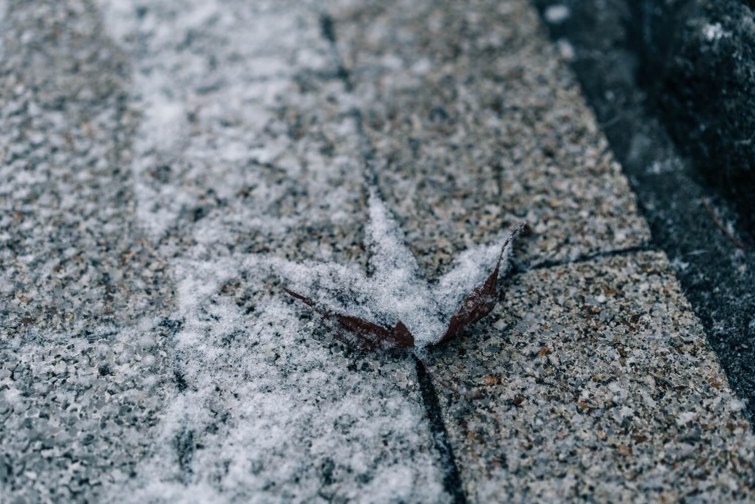 雪の積もった落ち葉